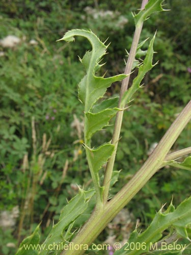 Фотография Cirsium vulgare (Cardo negro). Щелкните, чтобы увеличить вырез.